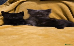 Mixed Breed cats for sale: Beautiful half ragdoll kittens - Image 14