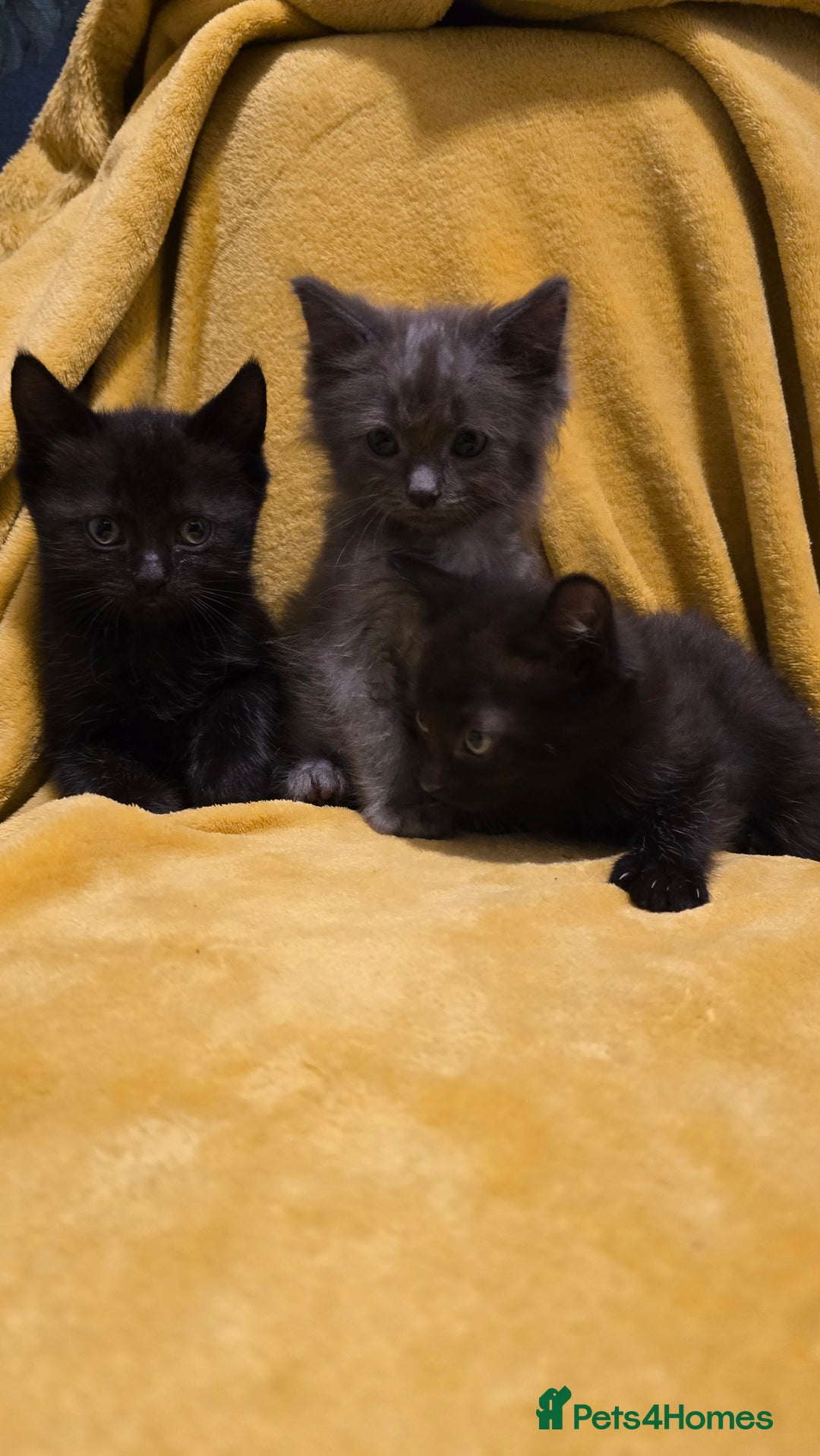 Mixed Breed cats for sale: Beautiful half ragdoll kittens - Image 14