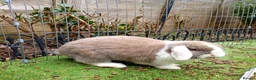 Mini Lop rabbits for sale: Beautiful, friendly rabbit for sale.  - Advert 3