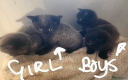 British Shorthair cats for sale: 5 beautiful british shorthair kittens - Image 33