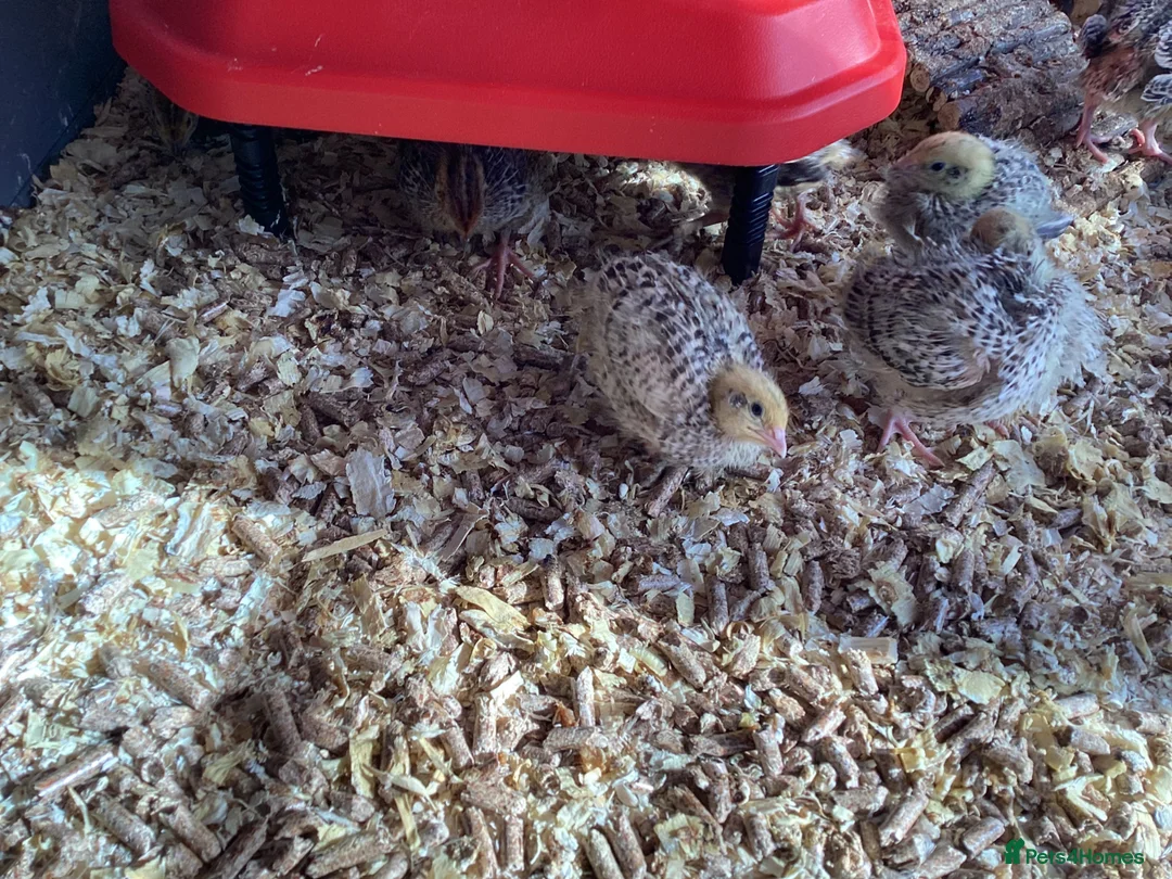 Quail poultry for sale:  28 COTURNIX QUAIL CHICKS - Advert 1