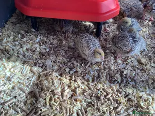Quail poultry 28 COTURNIX QUAIL CHICKS - Advert 15