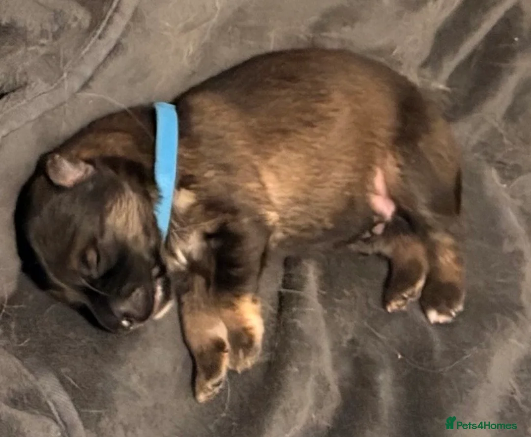 Mixed Breed dogs for sale: German Shepherd X Alaskan Shepherd  - Advert 12