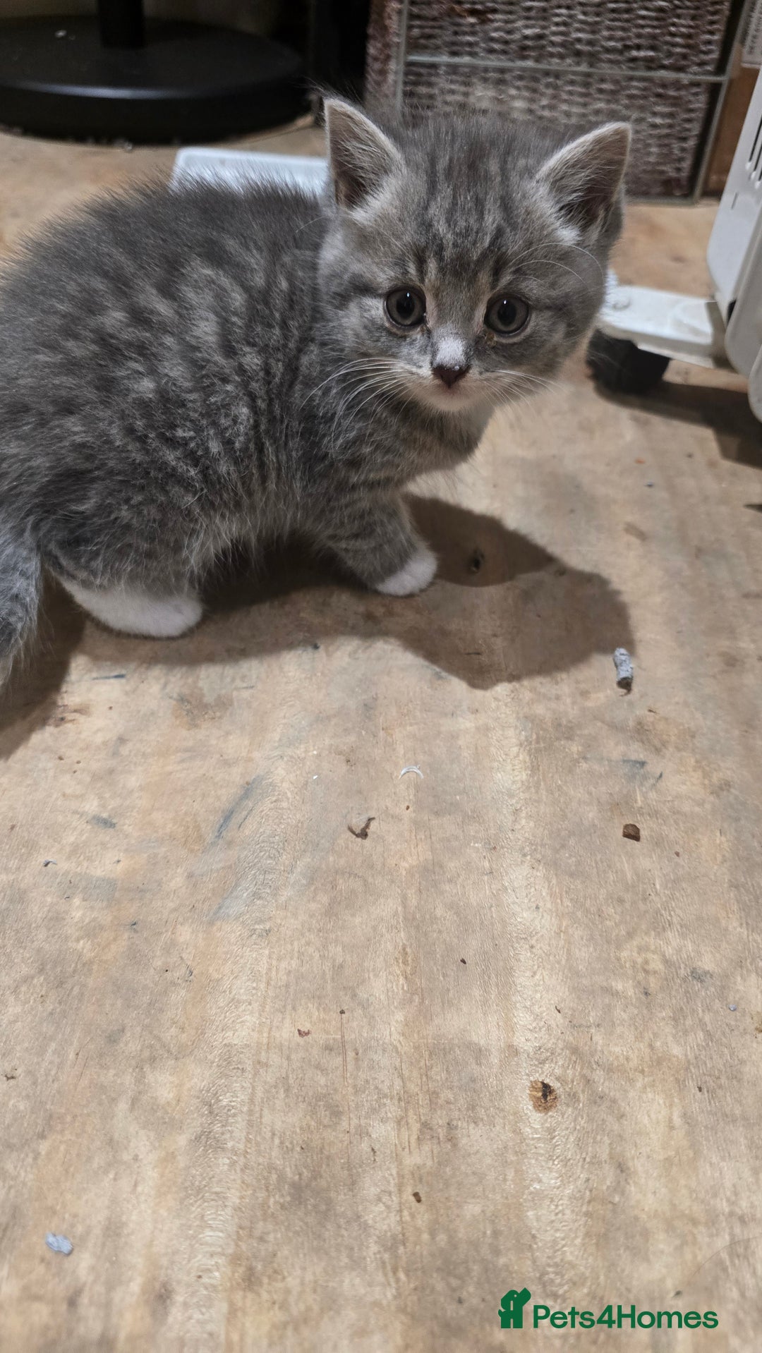 British Shorthair cats for sale: British short hair x ragdoll x - Advert 3