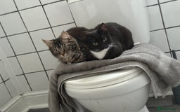 Domestic Shorthair cats for sale: Pretty little tuxedo and cutest little tabby - Image 6