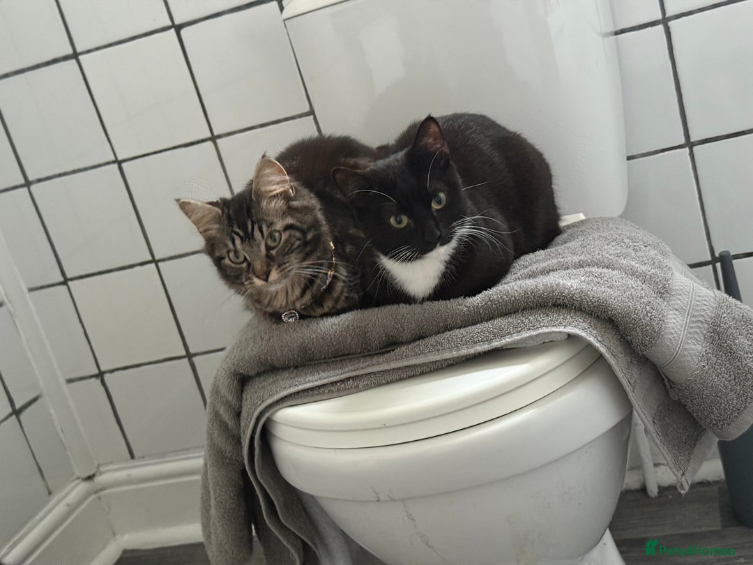 Domestic Shorthair cats for sale: Pretty little tuxedo and cutest little tabby - Image 6
