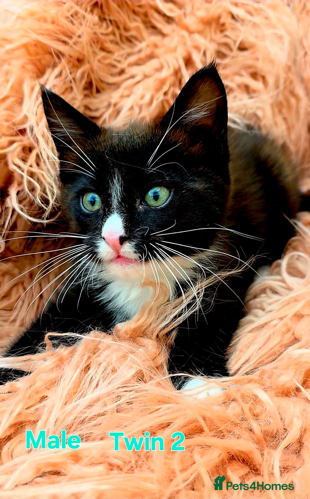 Mixed Breed cats for sale: Maine Coon Cross Kittens for Sale  - Image 3