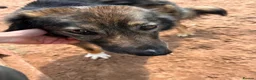 Mixed Breed dogs for adoption: Meet Barak, currently residing in Cheshire  in Nantwich - Advert 2