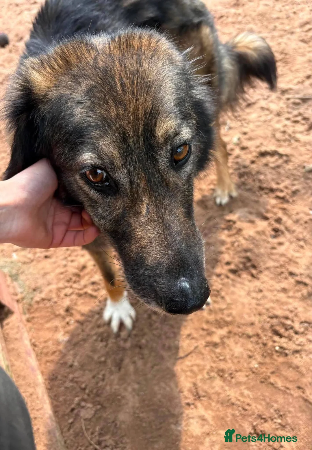 Mixed Breed dogs for adoption: Meet Barak, currently residing in Cheshire  in Nantwich - Advert 2