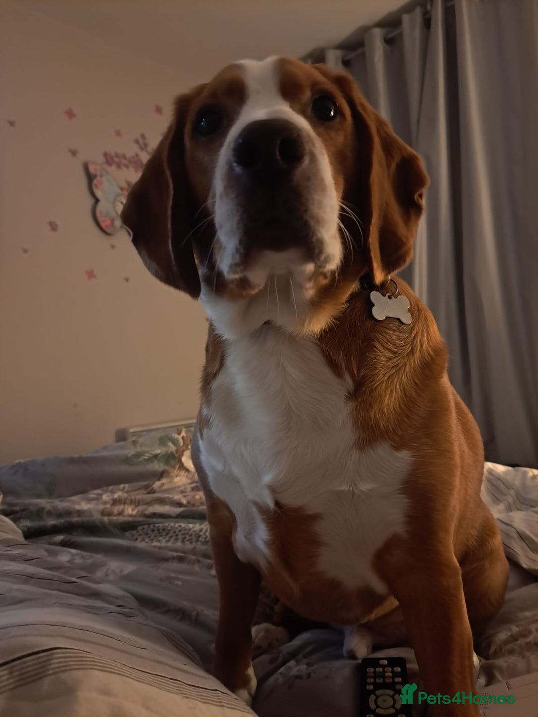 Bocker dogs for sale: Beautiful 6 year old Bocker - Advert 9