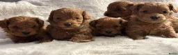 Cockapoo dogs for sale: Beautiful true miniature F1B cockapoo  in Downpatrick - Advert 5