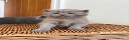 Scottish Fold cats for sale: Beautiful Scottish fold kittens  - Advert 5
