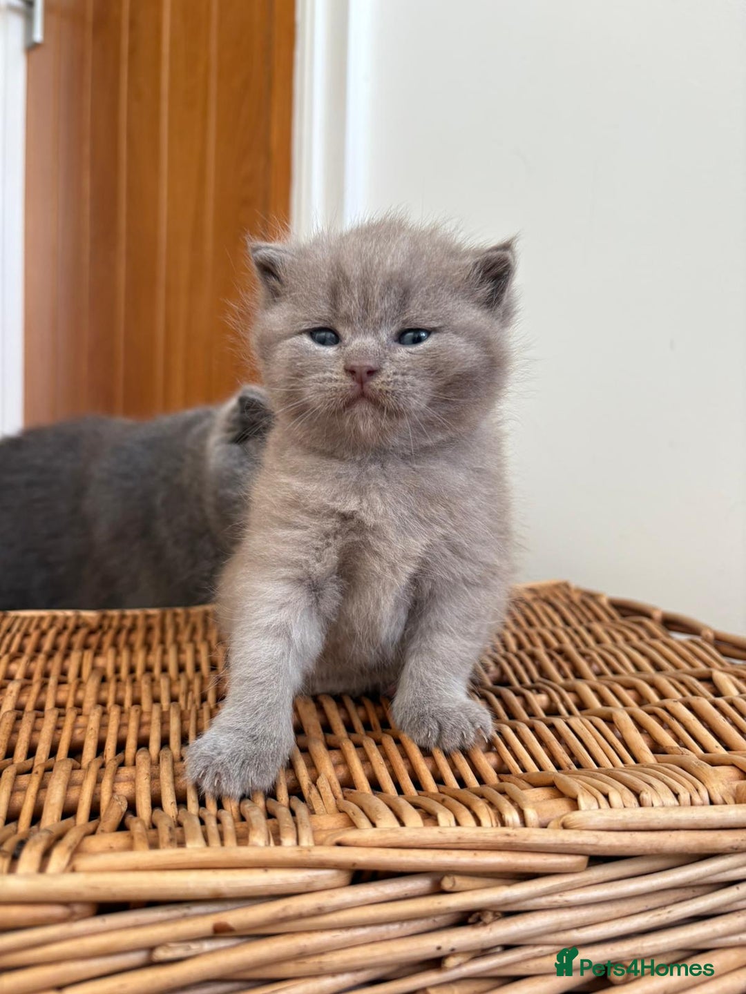 Scottish Fold cats for sale: Beautiful Scottish fold kittens  - Advert 5