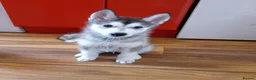 Siberian Husky dogs for sale: Stunning Siberian Husky puppies for sale - Advert 13