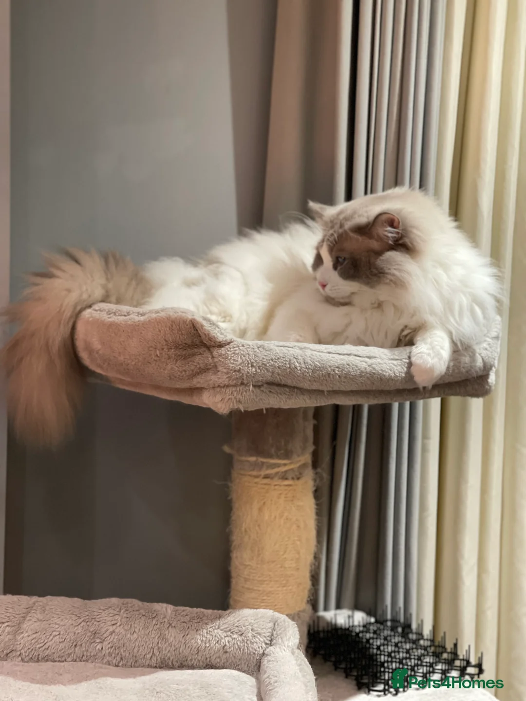 Ragdoll cats for stud: Bi-Colour Handsome Ragdoll Stud GCCF/TICA (Active) - Advert 3