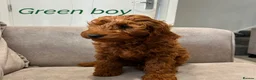 Cavapoo dogs for sale: Ready to leave, DNA HEALTH TESTED PARENTS. - Advert 12