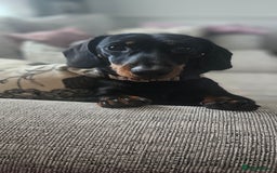Miniature Dachshund dogs for stud: Miniature Dacshund STUD -FULLY HEALTH & DNA TESTED - Image 5