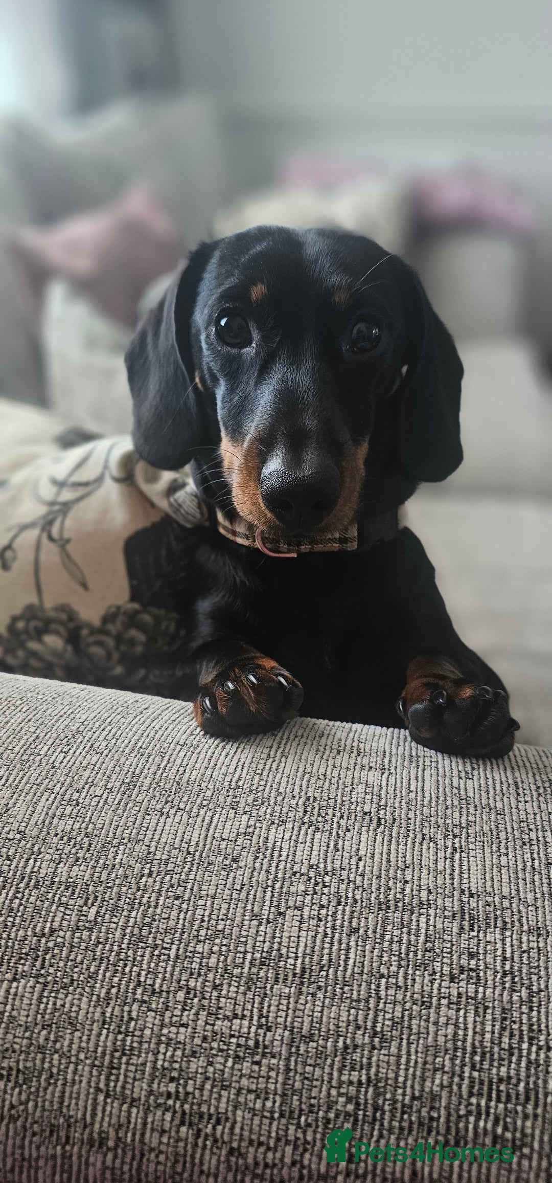 Miniature Dachshund dogs for stud: Miniature Dacshund STUD -FULLY HEALTH & DNA TESTED - Image 5
