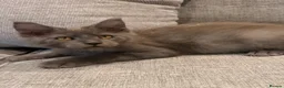 Maine Coon cats for sale: Tica registered ready to go  - Advert 2
