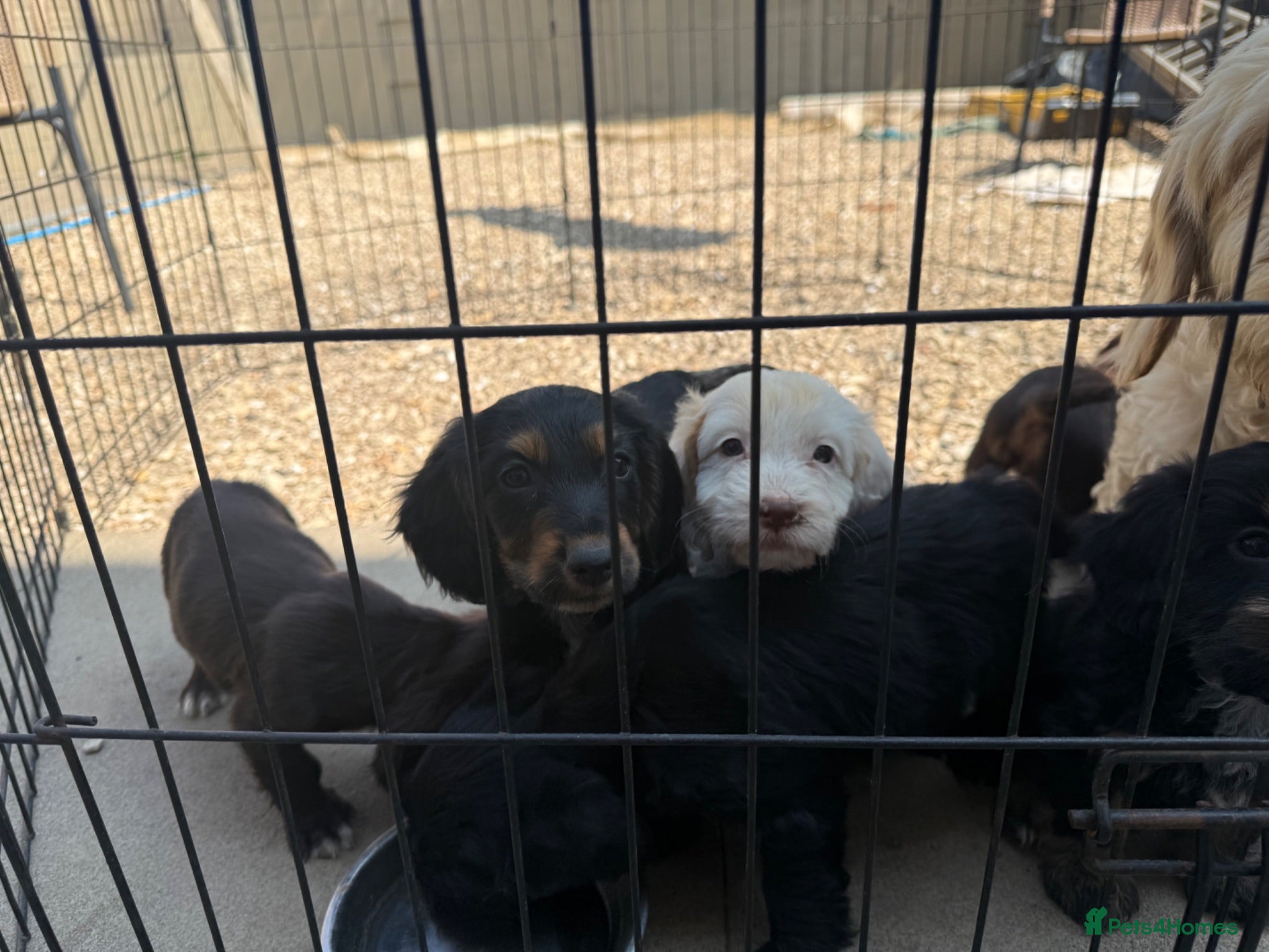 Cocker Spaniel dogs Cocker spaniel pups  - Advert 2