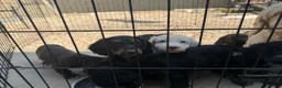Cocker Spaniel dogs for sale: Cocker spaniel pups  - Advert 2