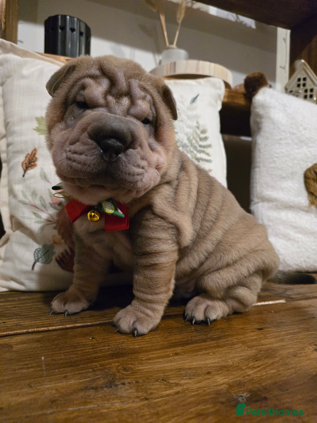 Shar Pei dogs for sale: Beautiful litter of Shar Pei puppies!  - Advert 15