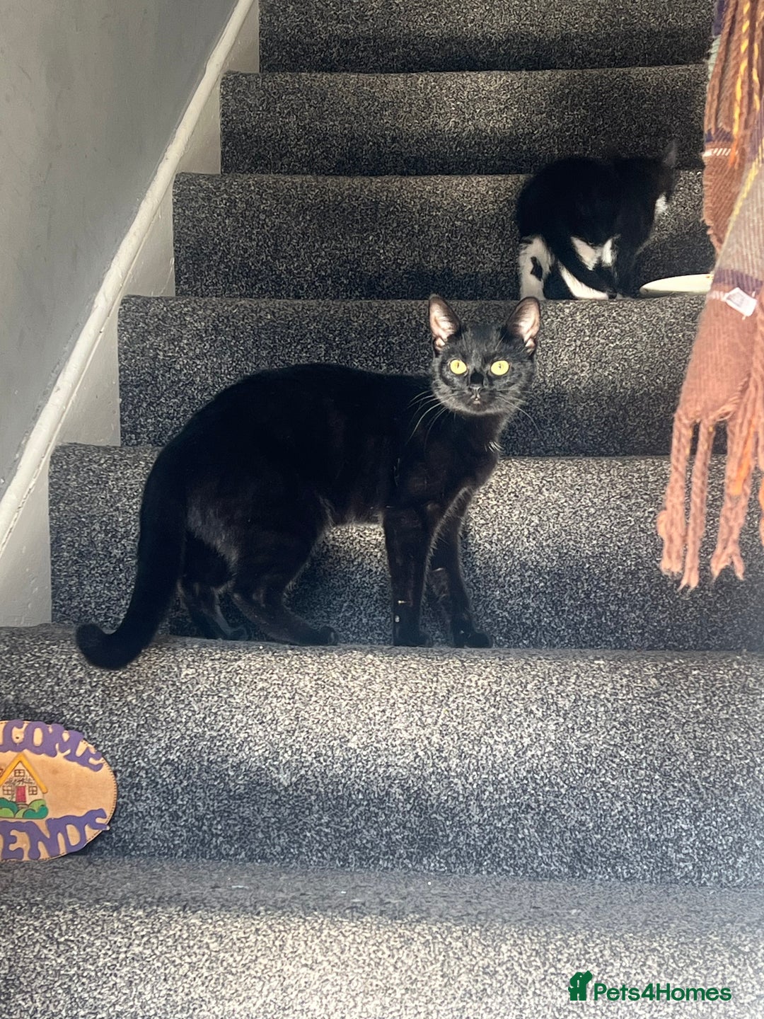 Domestic Shorthair cats for sale: Beautiful kittens looking for forever homes🩷💙🐾 - Image 21