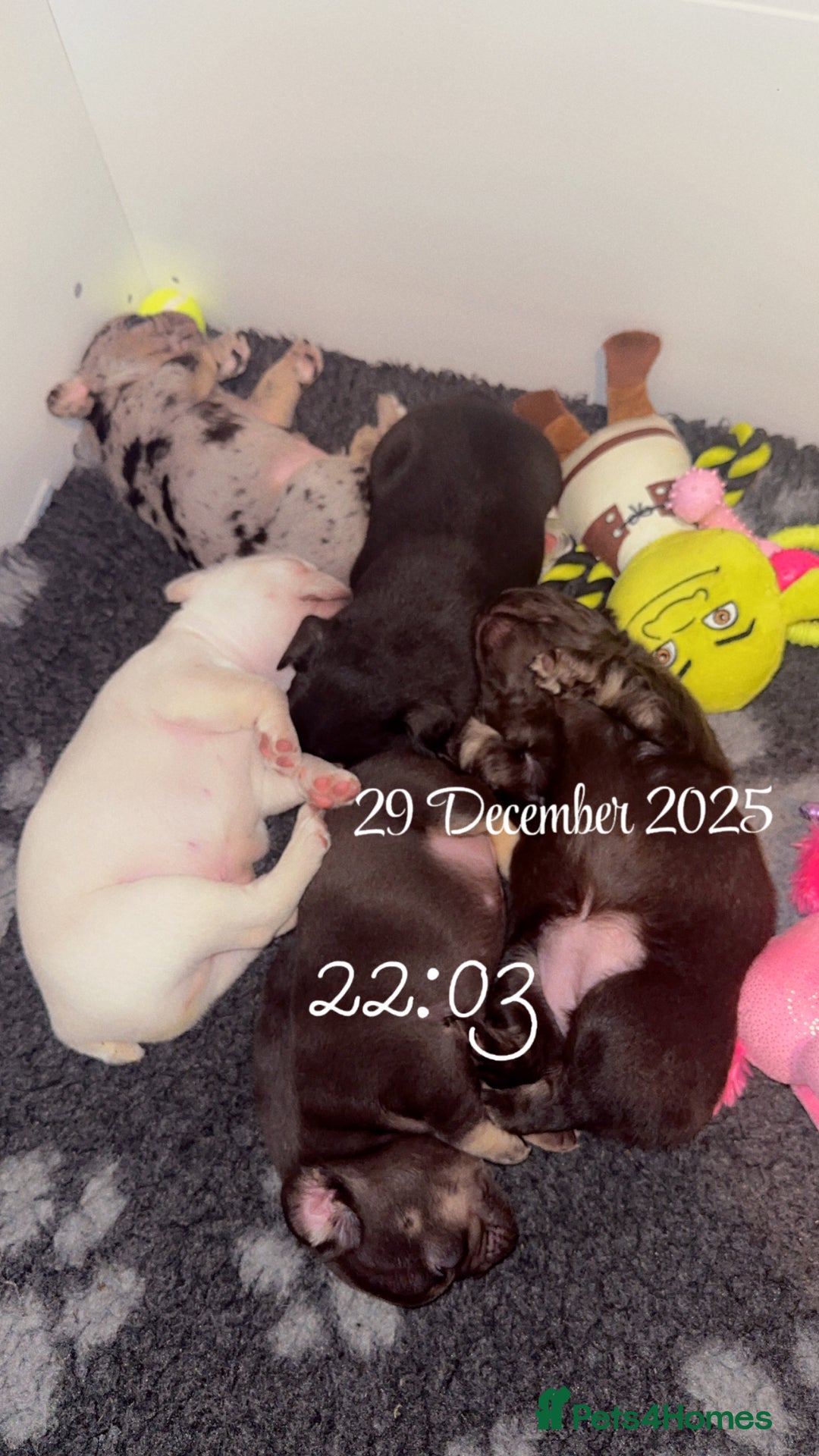 French Bulldog dogs for sale: Beautiful French Bulldog puppies  - Advert 2