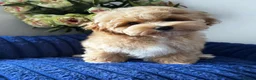 Maltipoo dogs for sale: Exceptional F1 Asian Maltipoo puppies - Advert 10