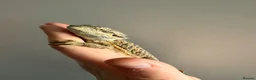 Bearded Dragon reptiles for sale: Gorgeous baby bearded dragons - Advert 1