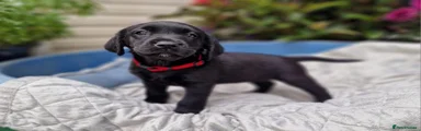 Springador 6