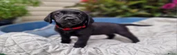 Springador dogs for sale: BEAUTIFUL SPRINGADOR PUPPIES - Advert 29