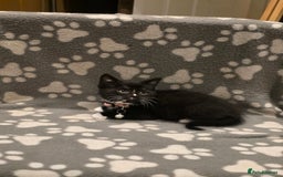 British Shorthair cats for sale: Lovely kittens  - Image 35