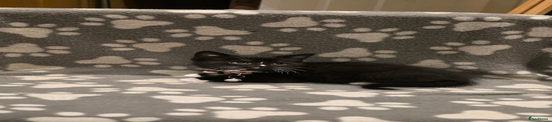 British Shorthair Kitten 7