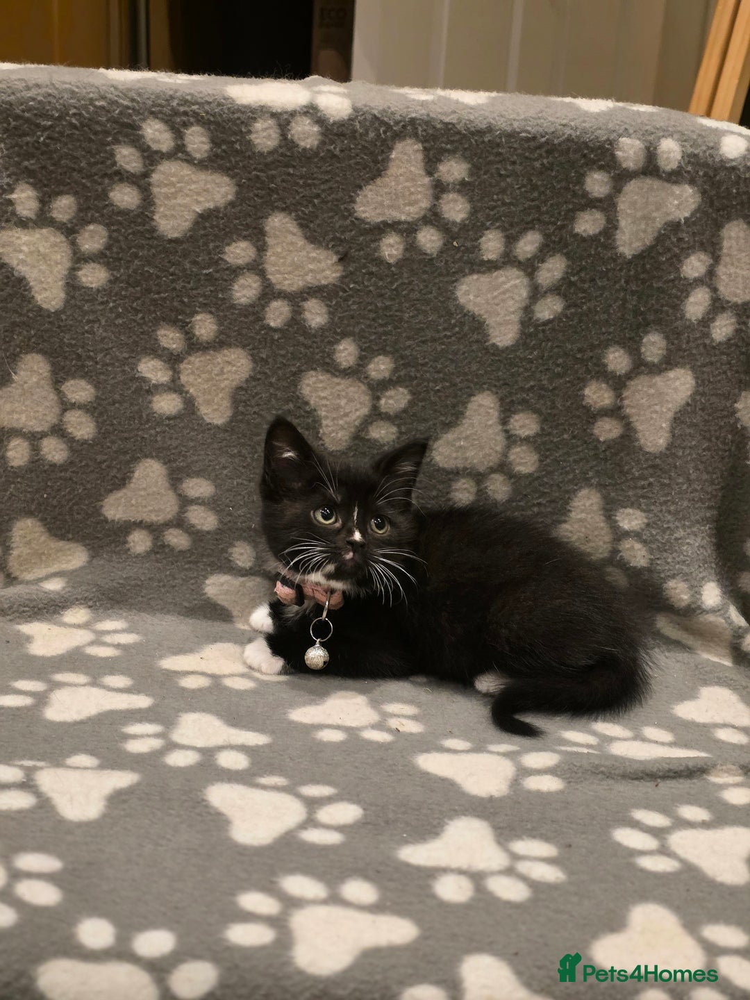 British Shorthair cats for sale: Lovely kittens  - Image 35