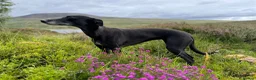 Whippet dogs for sale: Gorgeous family dogs looking for loving homes  - Advert 14