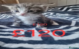Mixed Breed cats for sale: Stunning kittens starting st £100 - Image 4