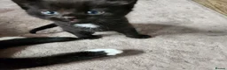 Mixed Breed cats for sale: 3 beautiful mixed breed kittens  - Advert 20