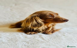 Miniature Dachshund dogs for sale: Long haired dachshunds  - Image 9