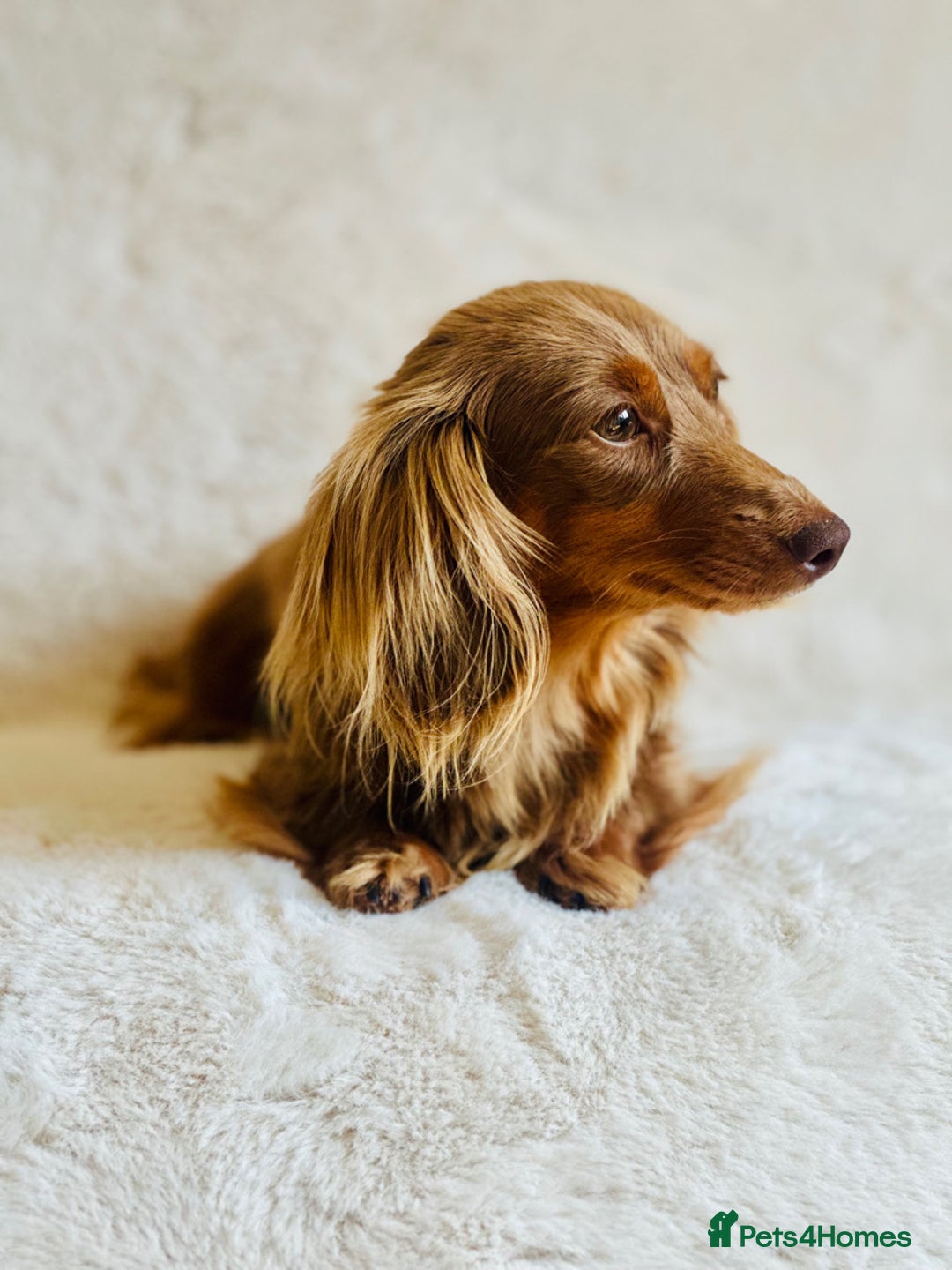 Miniature Dachshund dogs for sale: Long haired dachshunds  - Image 9