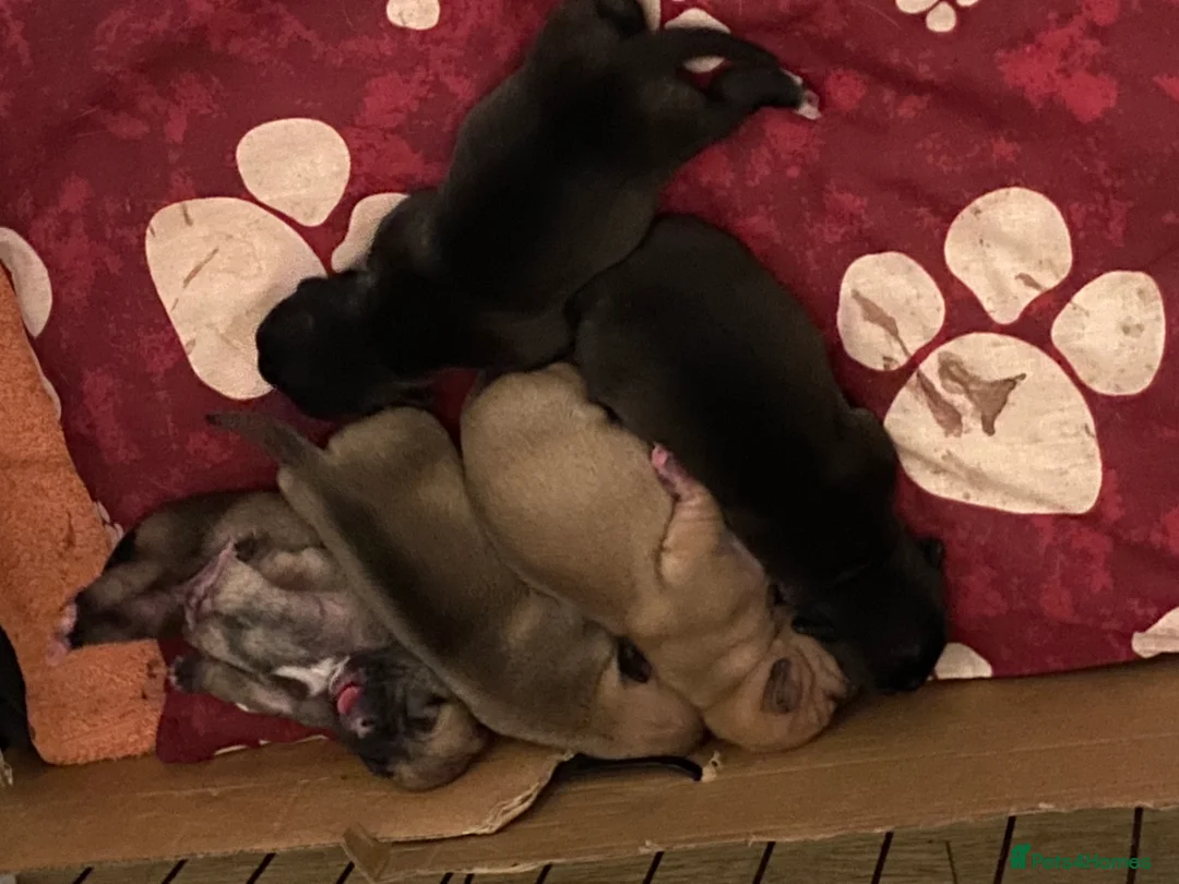 Jug dogs for sale: Jug pups  - Advert 7