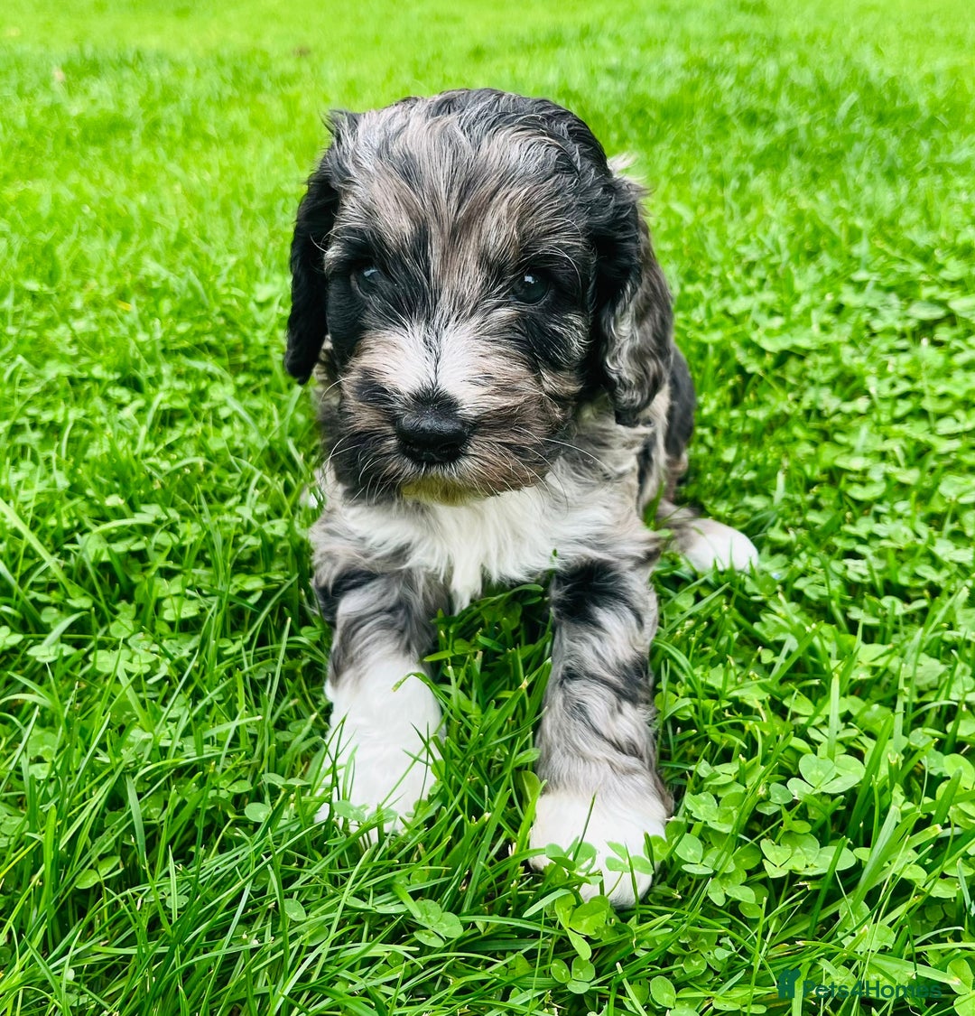 Cockapoo dogs for sale: Cockapoo Babies 🐾🐾🐾 - Image 1