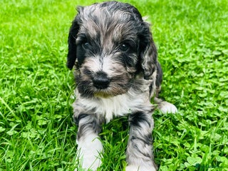 Cockapoo dogs - Advert 6