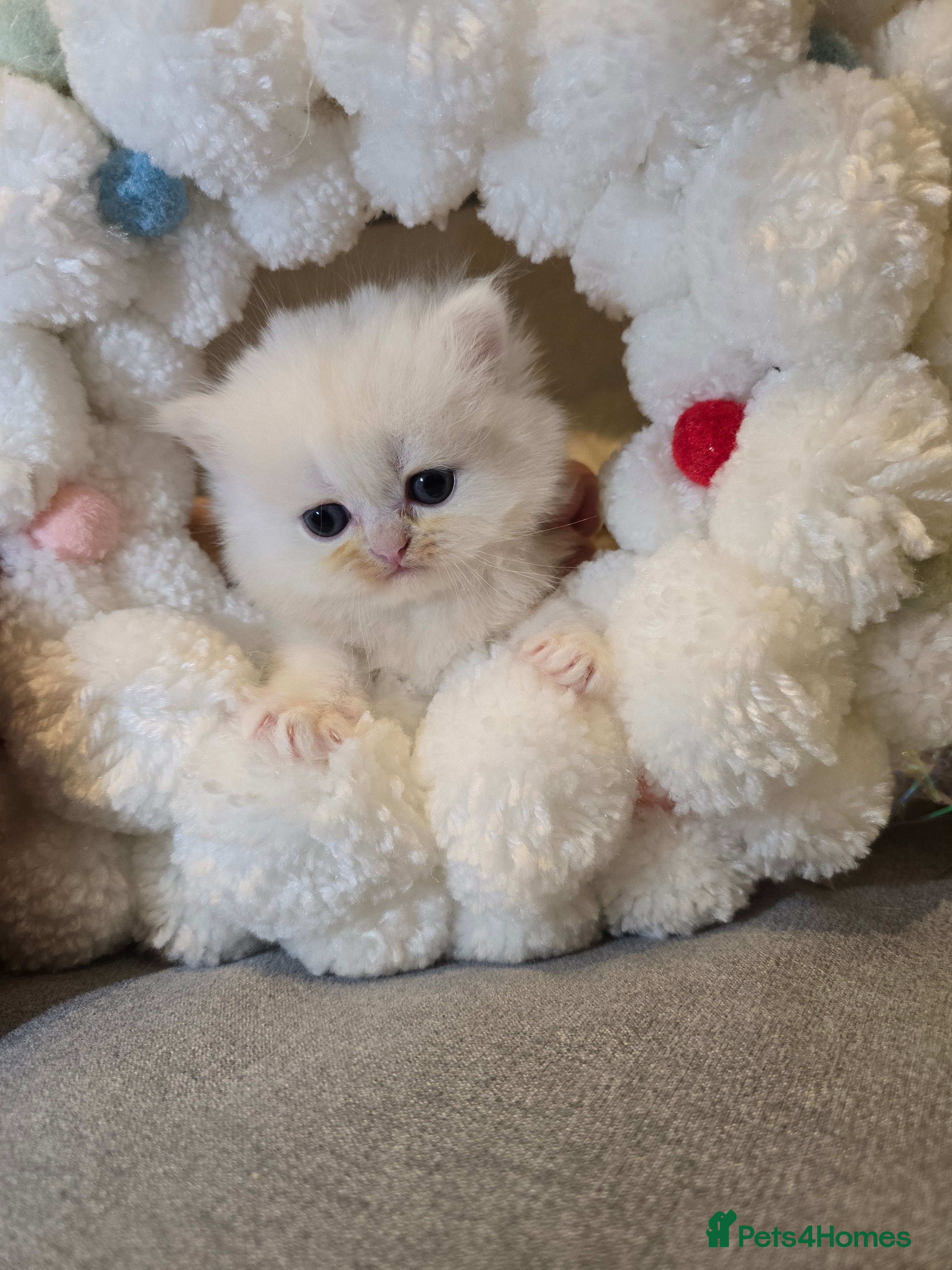 Persian cats Persian fluffy angels - Advert 3