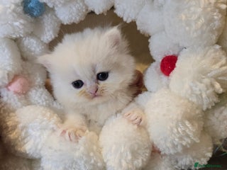 Persian cats Persian fluffy angels - Advert 2