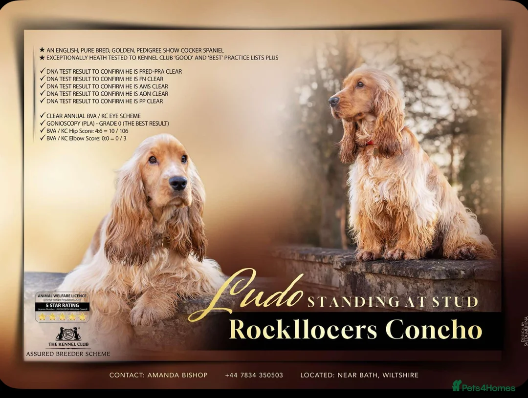 Cocker Spaniel dogs for stud: LUDO - GOLDEN Show Cocker Pedigree Stud TOP Tested in Bradford-on-Avon - Advert 7