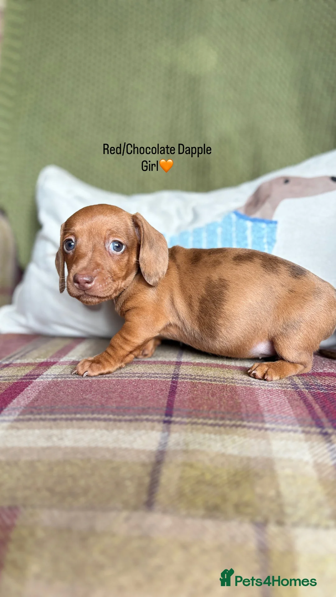 Miniature Dachshund dogs for sale: SMOOTH HAIRED MINIATURE DACHSHUNDS🖤 - Advert 15