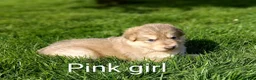 German Shepherd dogs for sale: Gorgeous German Shepherd pups for sale - Advert 11