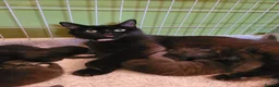 Mixed Breed cats for sale: 2 gorgeous girls left  - Advert 1