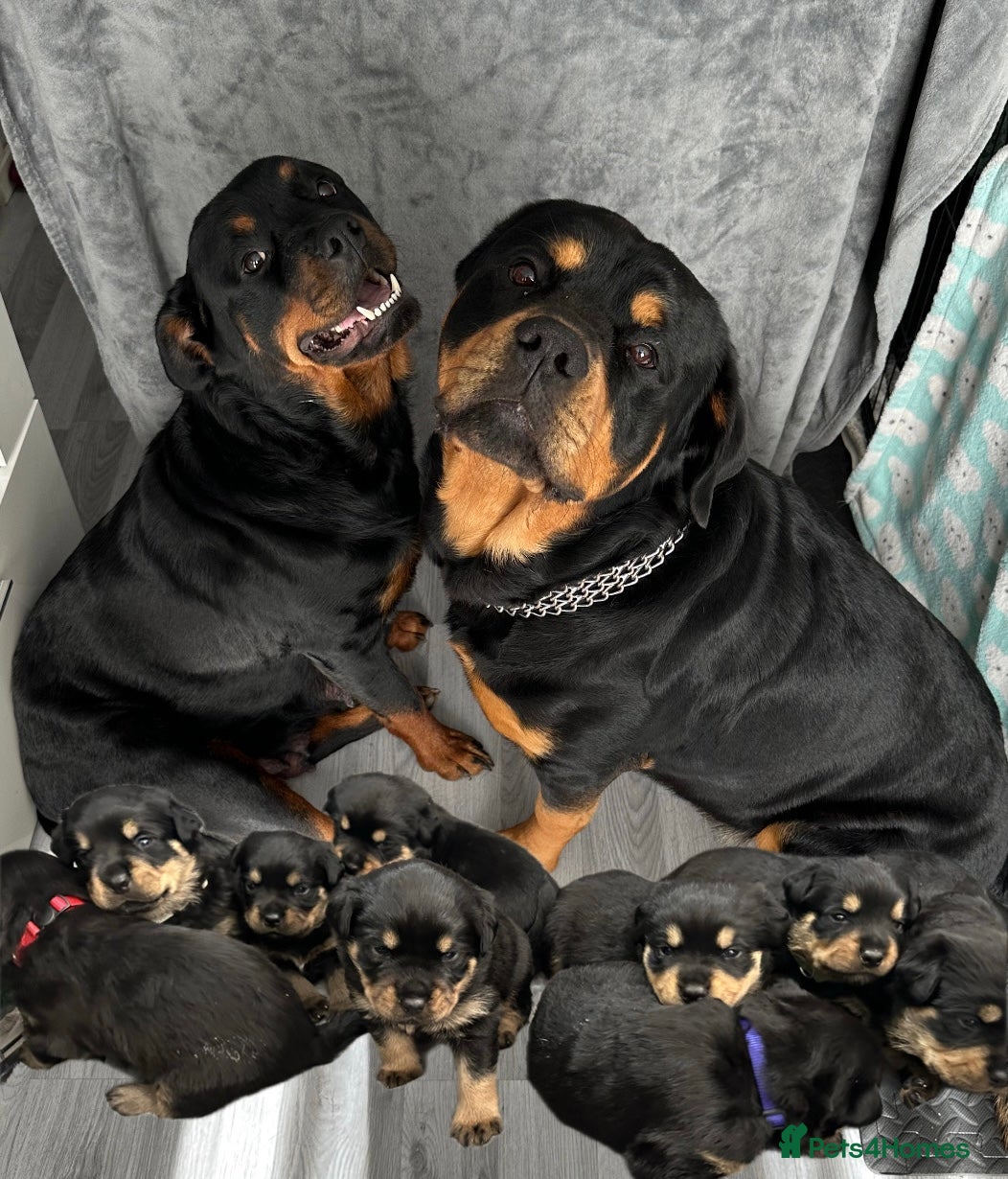 Rottweiler dogs 9 Beautiful Rottweiler Puppies - RESERVATION - Advert 2